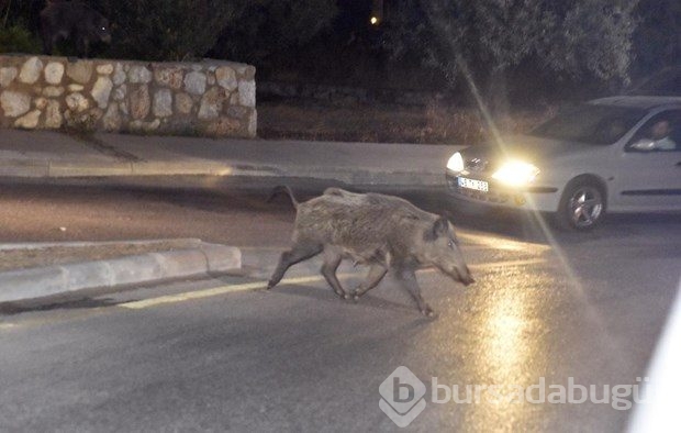 Bodrum'a yaban domuzları indi
