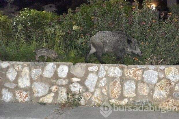 Bodrum'a yaban domuzları indi