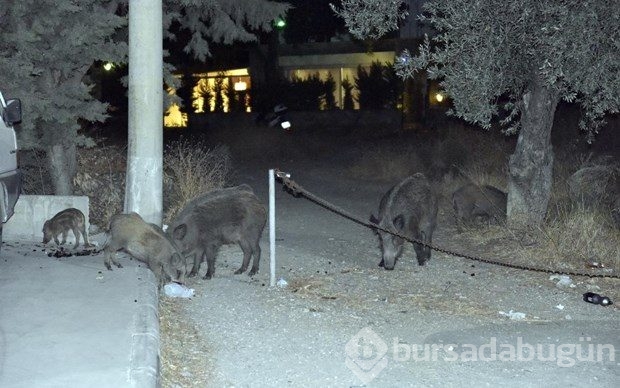 Bodrum'a yaban domuzları indi