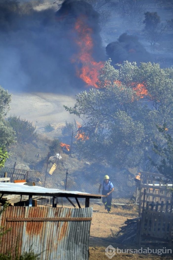 Bodrum'da makilik alanda yangın