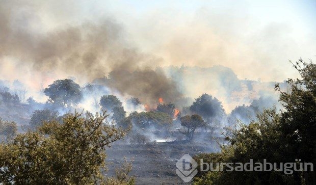 Bodrum'da makilik alanda yangın