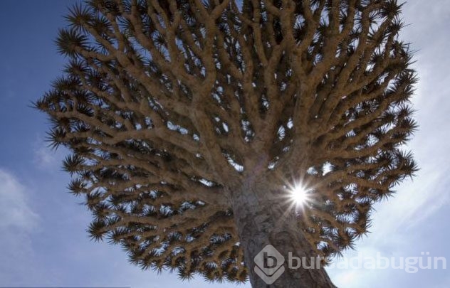 Yeryüzünün gizemli adası