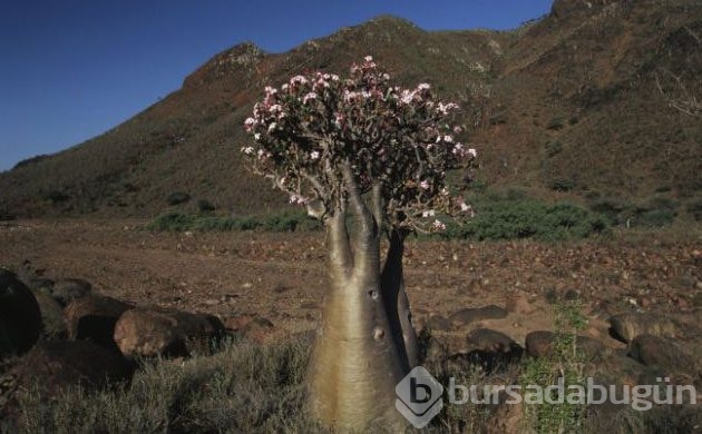 Yeryüzünün gizemli adası