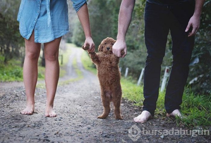 Bebek yerine köpekle poz veren aile