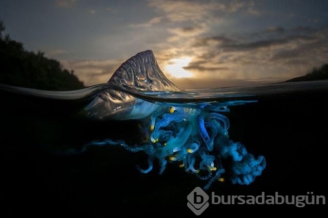 Bu deniz canlıları göründüğü gibi değil