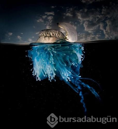 Bu deniz canlıları göründüğü gibi değil