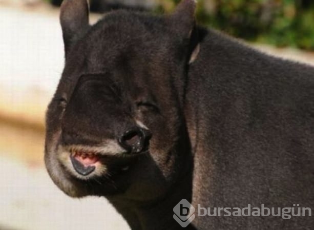 Bu fotoğrafların hepsi gerçek!