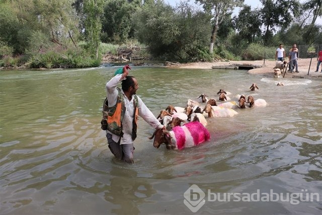 Sudan Koyun Geçirme yarışı