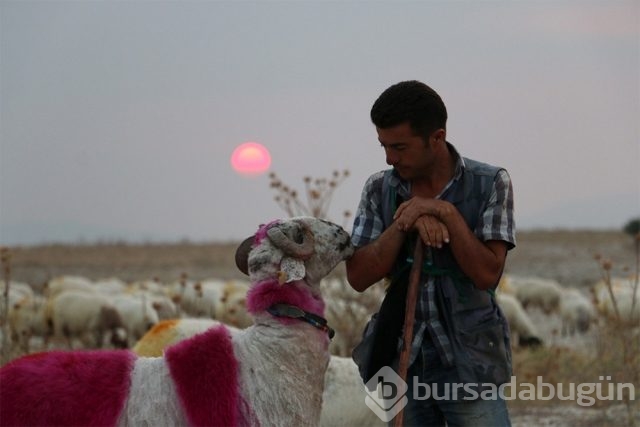 Sudan Koyun Geçirme yarışı