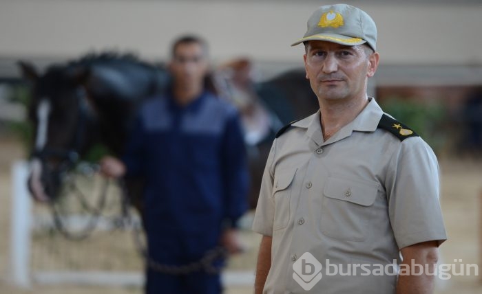 O atlar Bursa'da yetiştiriliyor