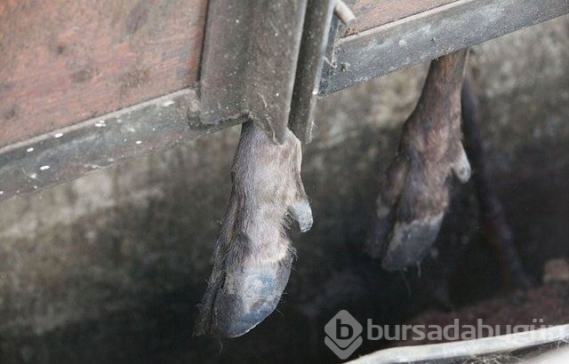 Cinsel güç için vahşet!
