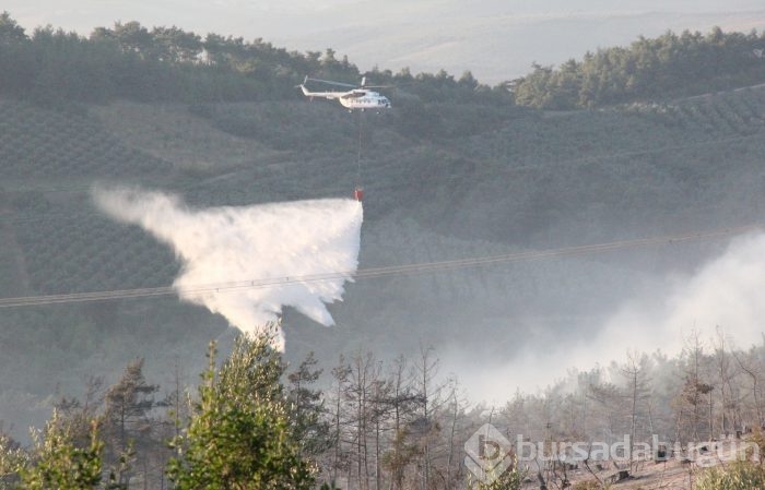 Bursa'da 50 hektar kül oldu	