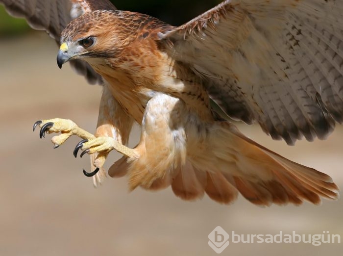 Vahşi yaşam fotoğrafları