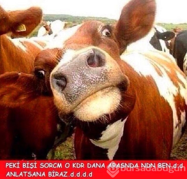 En iyi 'Kurban Bayramı' capsleri!
