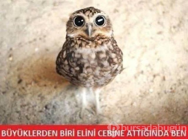 En iyi 'Kurban Bayramı' capsleri!
