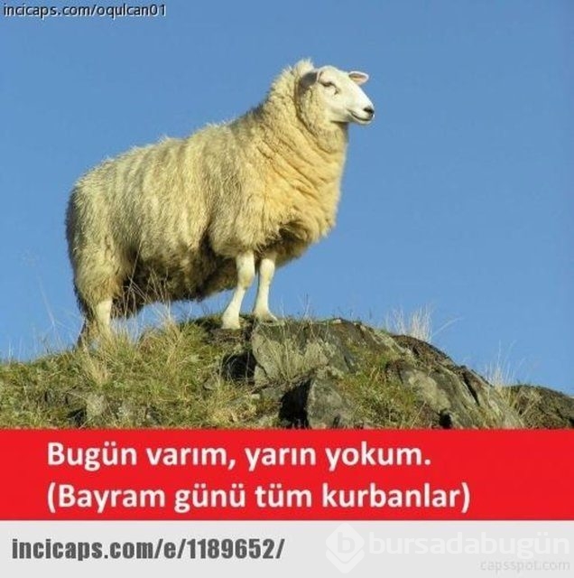 En iyi 'Kurban Bayramı' capsleri!

