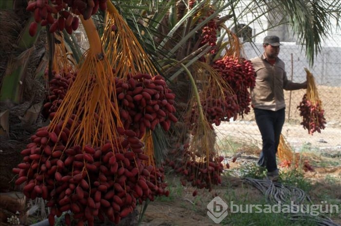 Gazze'de hurma hasadı başladı
