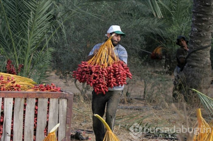 Gazze'de hurma hasadı başladı