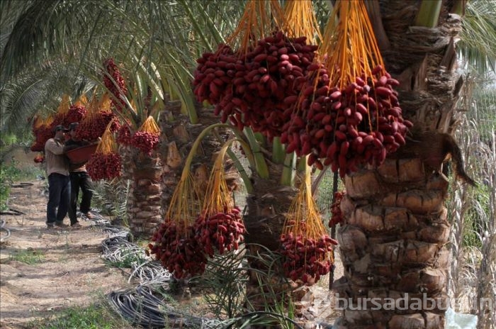 Gazze'de hurma hasadı başladı