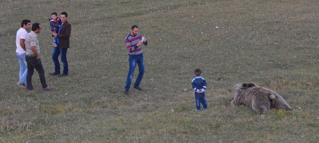 Erzurum'da yol kenarında iki ayı ölüsü bulundu