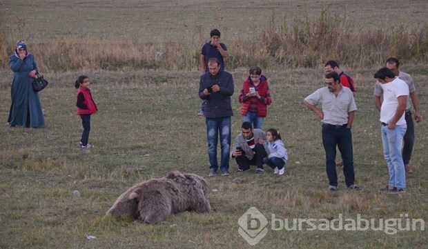Erzurum'da yol kenarında iki ayı ölüsü bulundu