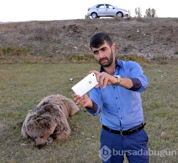 Erzurum'da yol kenarında iki ayı ölüsü bulundu