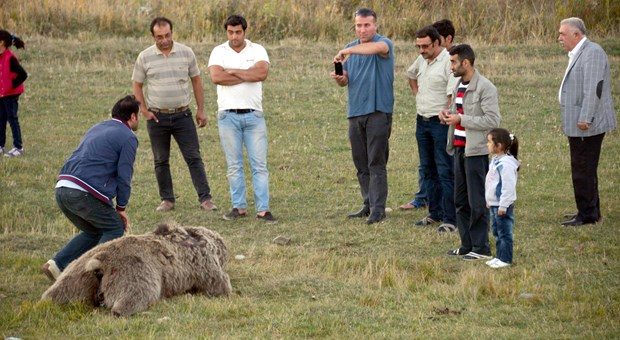Erzurum'da yol kenarında iki ayı ölüsü bulundu
