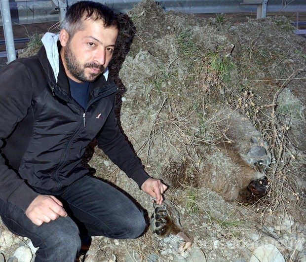 Erzurum'da yol kenarında iki ayı ölüsü bulundu