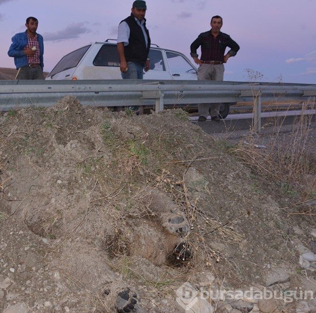 Erzurum'da yol kenarında iki ayı ölüsü bulundu