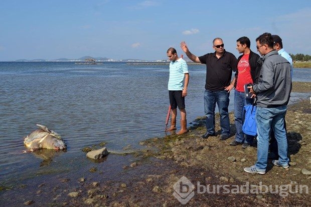 Ayvalık sahilinde ölü caretta caretta bulundu