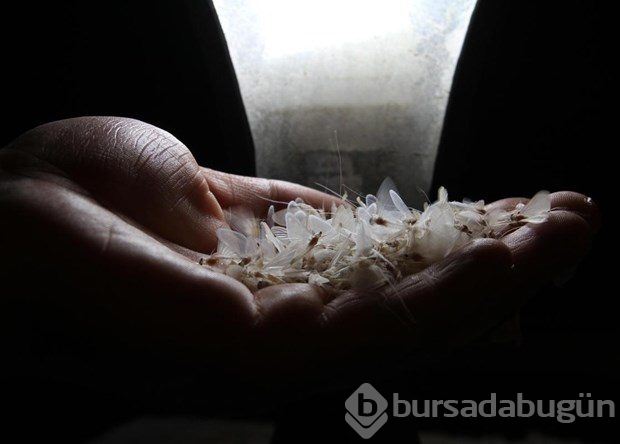 Kelebeklerin "ölüm uçuşu"