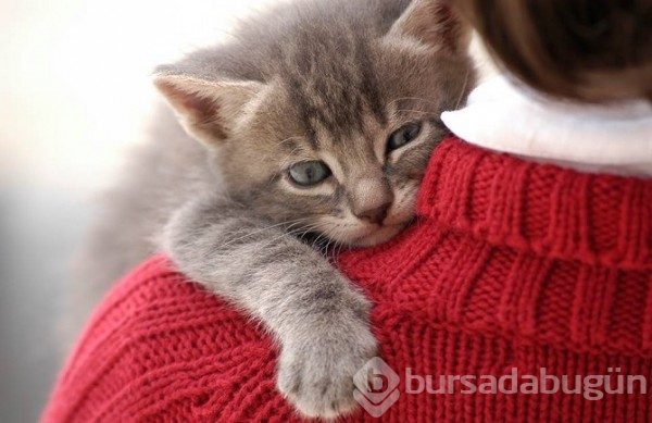 Kedinizin aslında size aşık olduğunu anlamanın 24 yolu