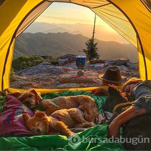Doğa tutkunu kamp yapan köpekler