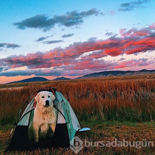 Doğa tutkunu kamp yapan köpekler