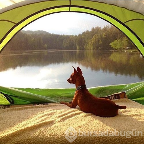 Doğa tutkunu kamp yapan köpekler