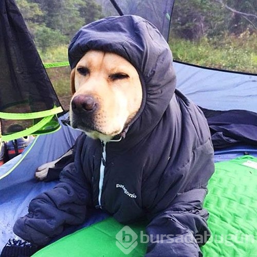 Doğa tutkunu kamp yapan köpekler