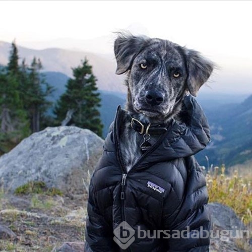 Doğa tutkunu kamp yapan köpekler