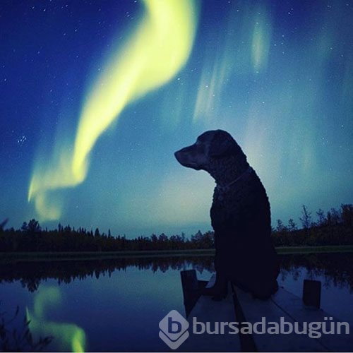 Doğa tutkunu kamp yapan köpekler