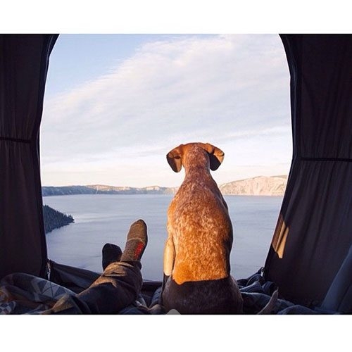 Doğa tutkunu kamp yapan köpekler