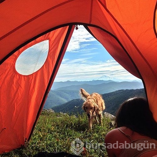 Doğa tutkunu kamp yapan köpekler