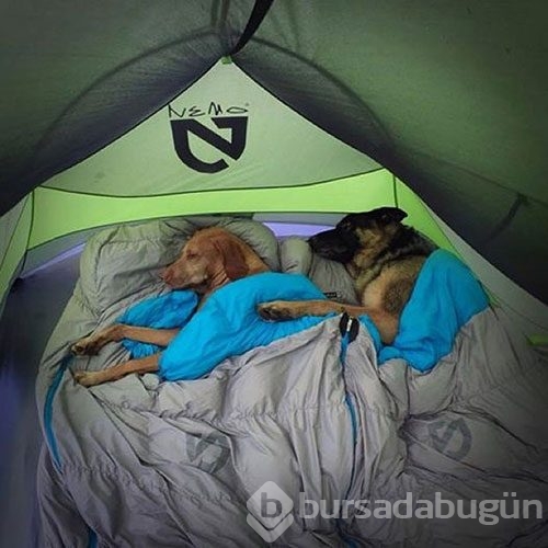 Doğa tutkunu kamp yapan köpekler