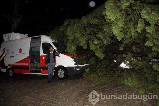 MHP'li adayları taşıyan aracın üzerine ağaç düştü