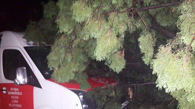 MHP'li adayları taşıyan aracın üzerine ağaç düştü