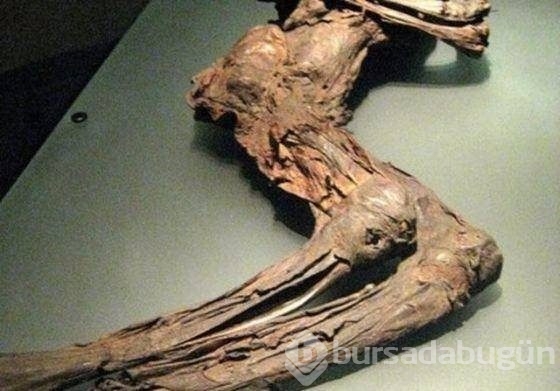 300 yıllık ceset 1 saatte çürüdü