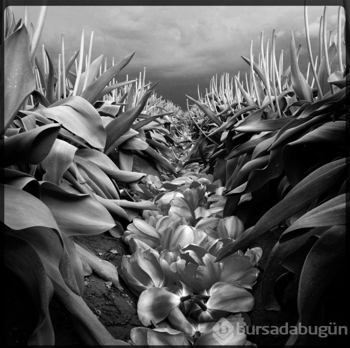 2015 iPhone fotoğraf ödülleri kazananları