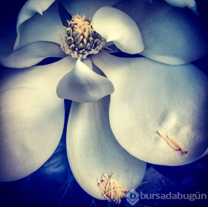 2015 iPhone fotoğraf ödülleri kazananları
