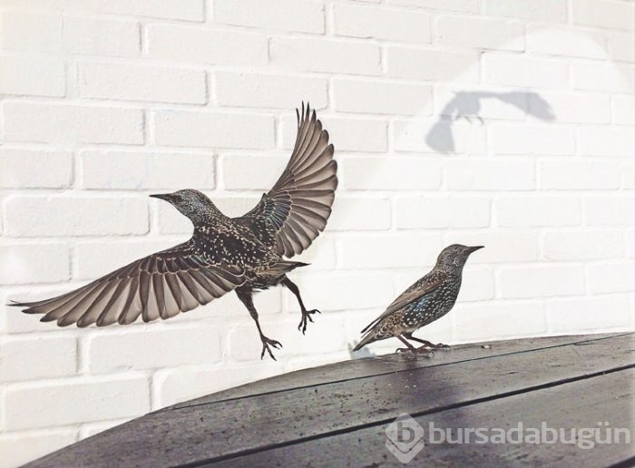 2015 iPhone fotoğraf ödülleri kazananları