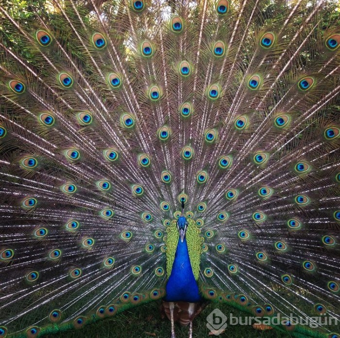 2015 iPhone fotoğraf ödülleri kazananları