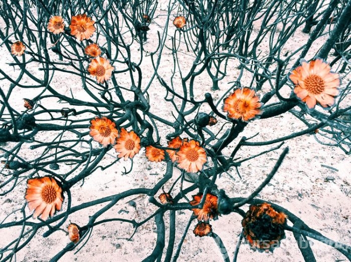 2015 iPhone fotoğraf ödülleri kazananları