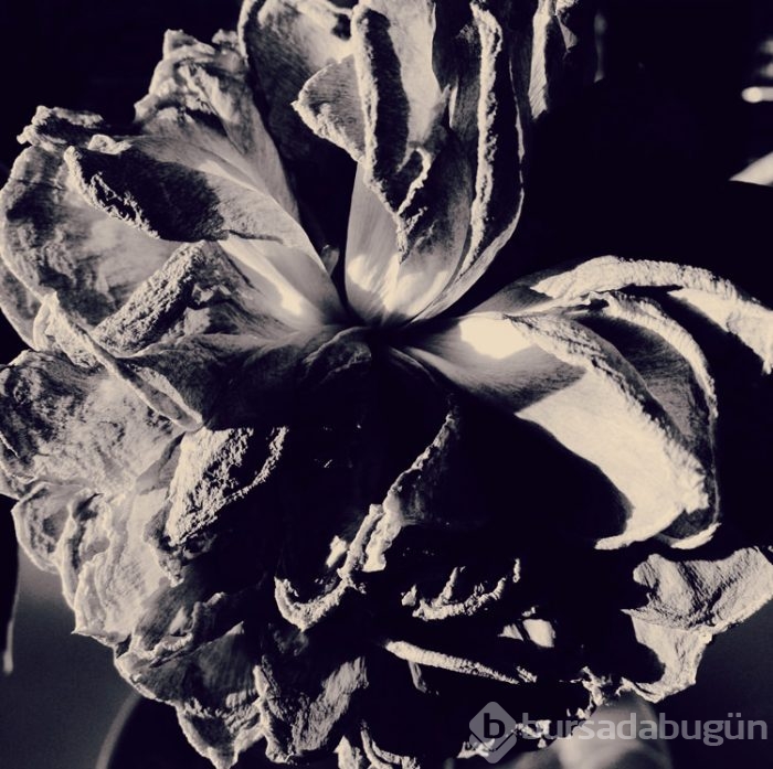 2015 iPhone fotoğraf ödülleri kazananları